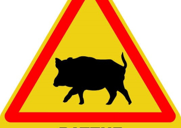 battue administrative aux sangliers