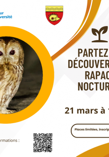 rapaces nocturnes