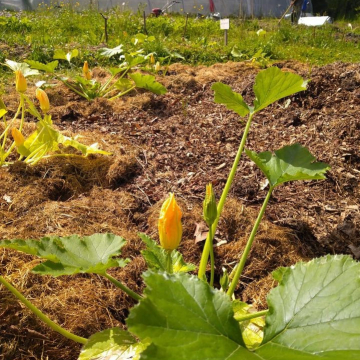 Jardin communautaire