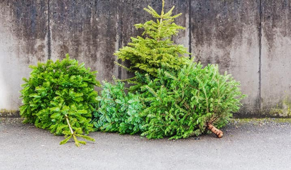 COLLECTE des SAPINS