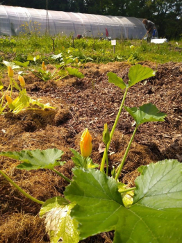 Jardin communautaire