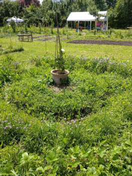 Potager communautaire