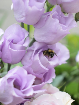 Fleurs