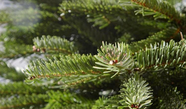 sapin de noël