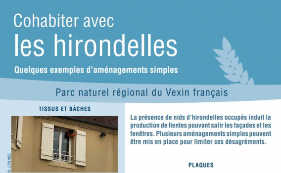 Cohabiter avec les hirondelles