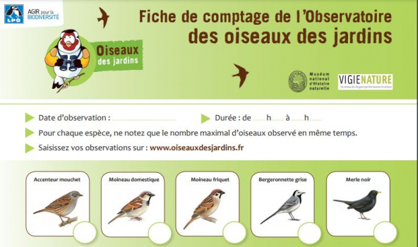 fiche comptage oiseaux