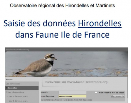 Haut Faune IdF pour Hirondelles