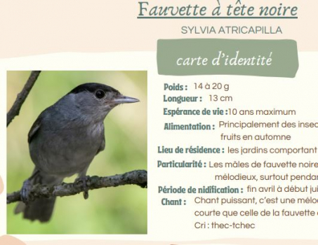 couv 15 fiches oiseaux