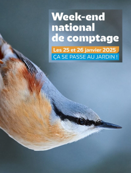 comptage oiseaux valmondois