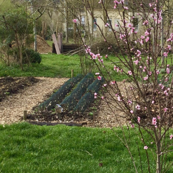 jardin-communautaire
