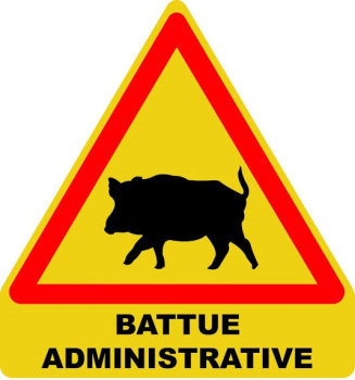 battue administrative aux sangliers