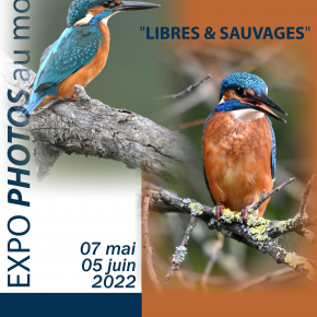 Affiche expo Morand