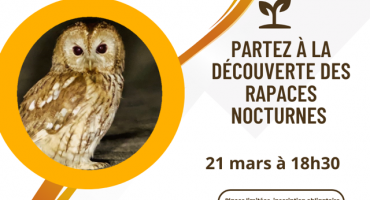 rapaces nocturnes